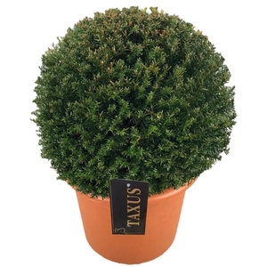 Taxus baccata