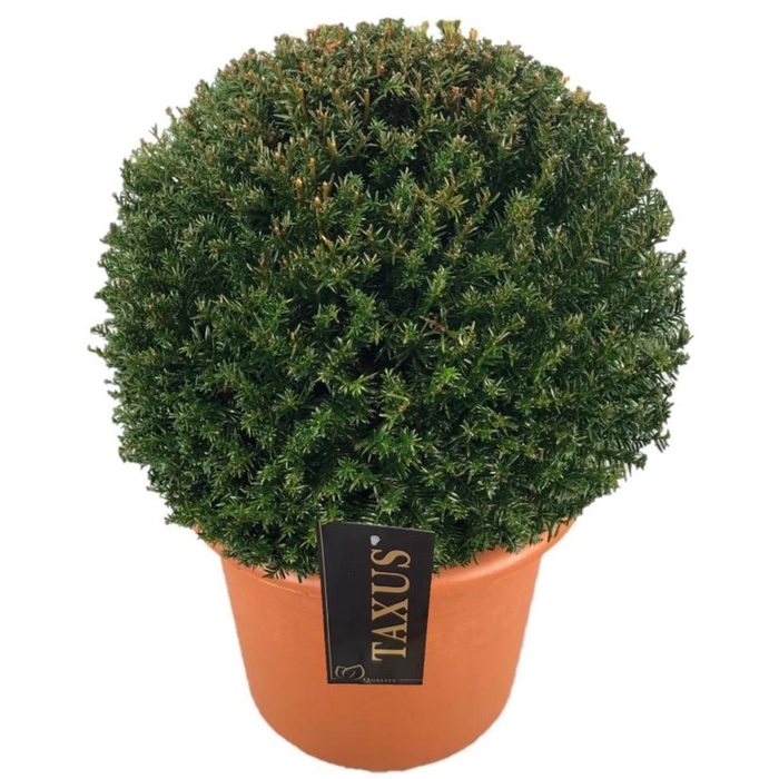 <h4>Taxus baccata</h4>
