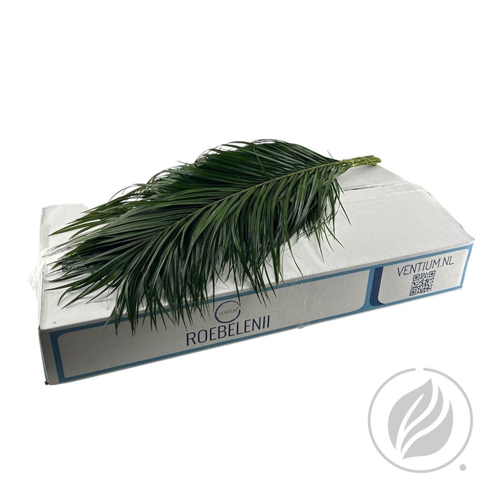 <h4>Phoenix Roebelini Ventium 80cm</h4>