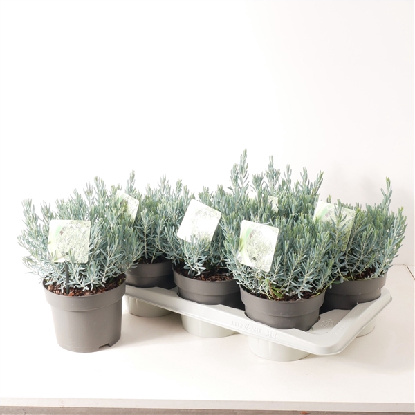 <h4>Andromeda polifolia Blue Lagoon P17</h4>