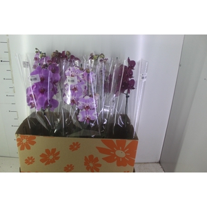 PHALAENOPSIS P15 2 HT