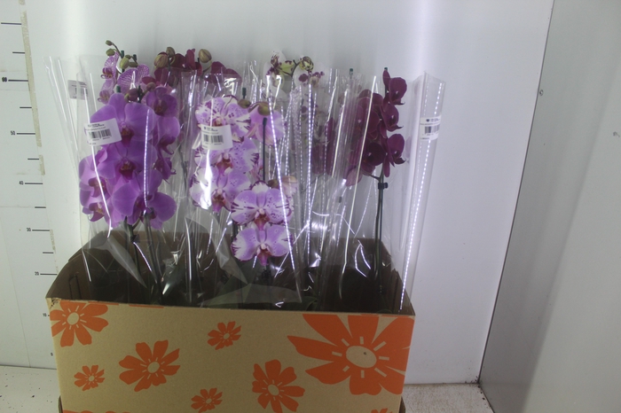 <h4>PHALAENOPSIS P15 2 HT</h4>