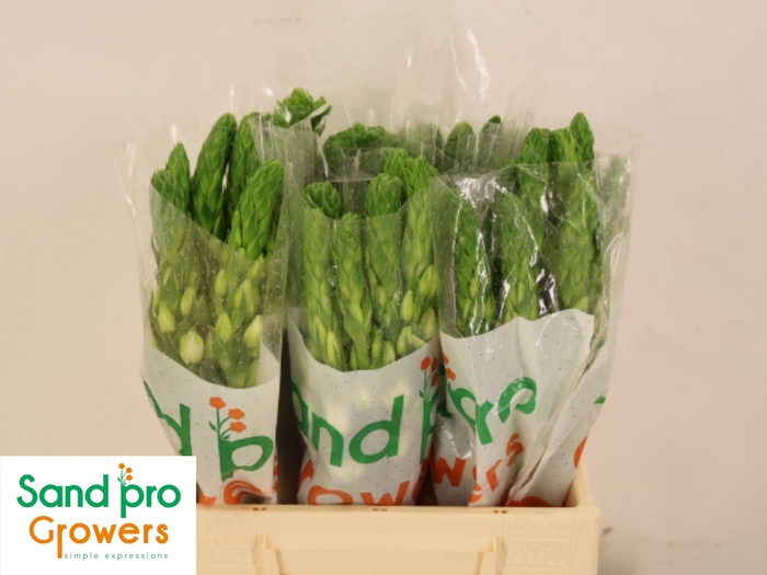 <h4>ORNIT THY MILKY WAY</h4>