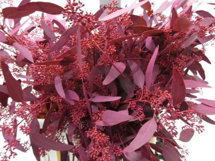 <h4>Euc Pop Bes Dark Cerise</h4>