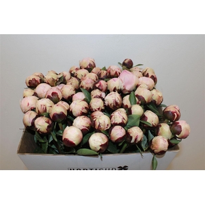 Paeo L Reine Hortense Rose