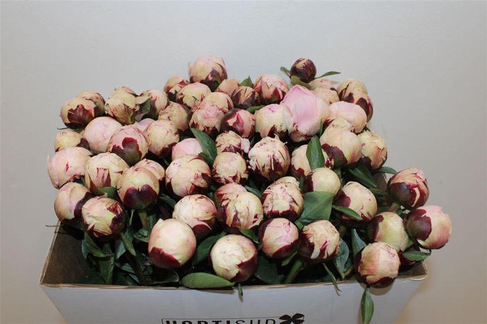 <h4>Paeo L Reine Hortense Rose</h4>