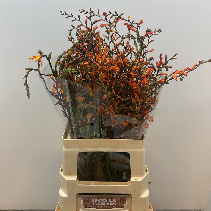 <h4>Crocosmia Lucifer</h4>