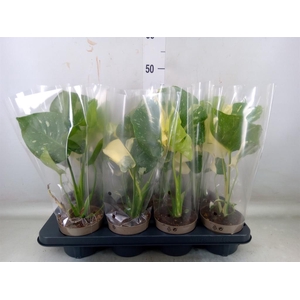 Monstera delic. 'Thai Constellatio'