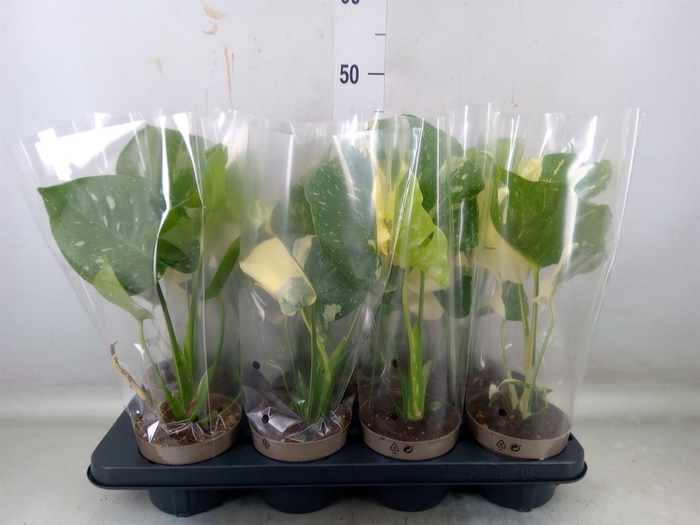 <h4>Monstera delic. 'Thai Constellatio'</h4>