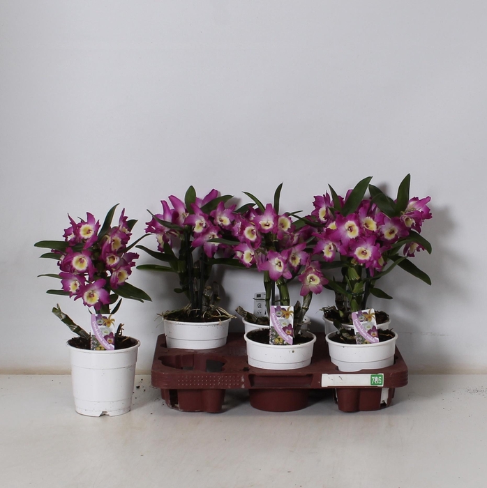 <h4>DEND NOBILE</h4>