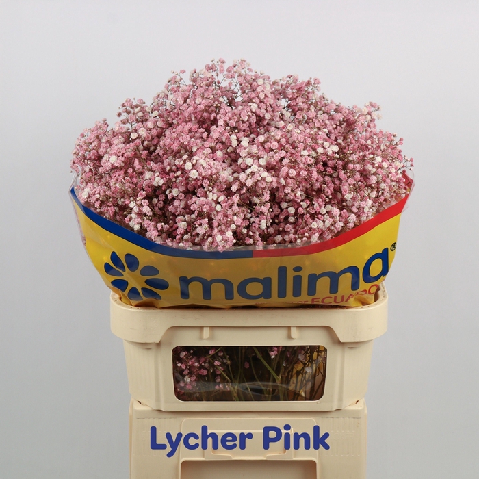 <h4>GYPS KLB H%</h4>