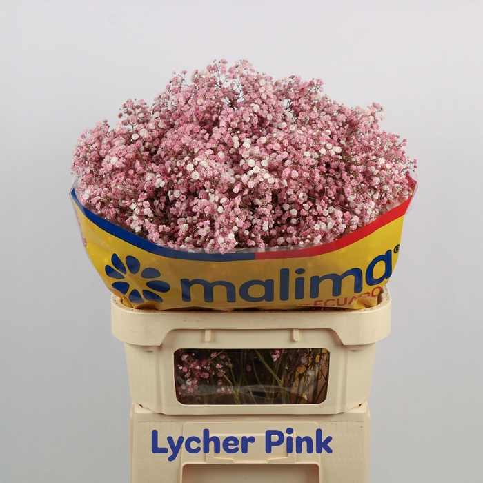 <h4>GYPS KLB H%</h4>