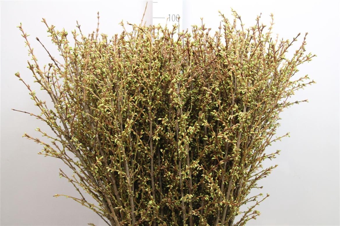 <h4>Forsy I Spectabilis</h4>