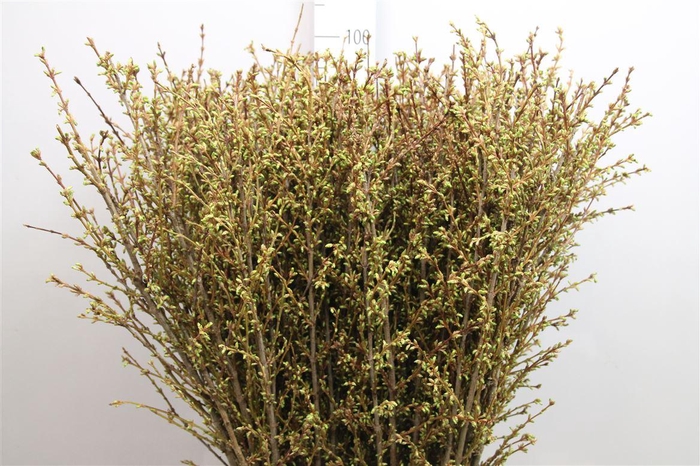 <h4>Forsy I Spectabilis</h4>