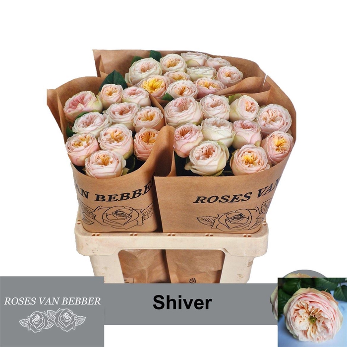 <h4>R Bu Shiver</h4>