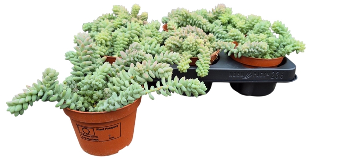 <h4>SEDUM BURRITO</h4>