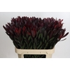 Leucadendron Saf Sunset Dark R.