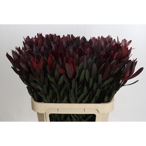 Leucadendron Saf Sunset Dark Red