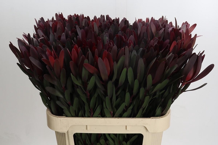 <h4>Leucadendron Saf Sunset Dark Red</h4>
