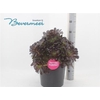 arr8 Aeonium Ab Velours