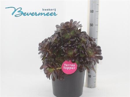 arr8 Aeonium Ab Velours