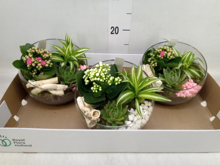 <h4>Arr. Planten L%</h4>