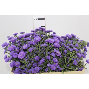 ASTER RADIANTE PLUS 060 CM MIN 20 GRAMAS