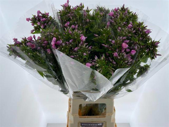 <h4>Phlox Sweet Kiki Hogenboom</h4>