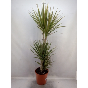 Dracaena marg. 'Bicolor'