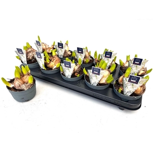 Hyacinthus orie. 'Multifl' ..