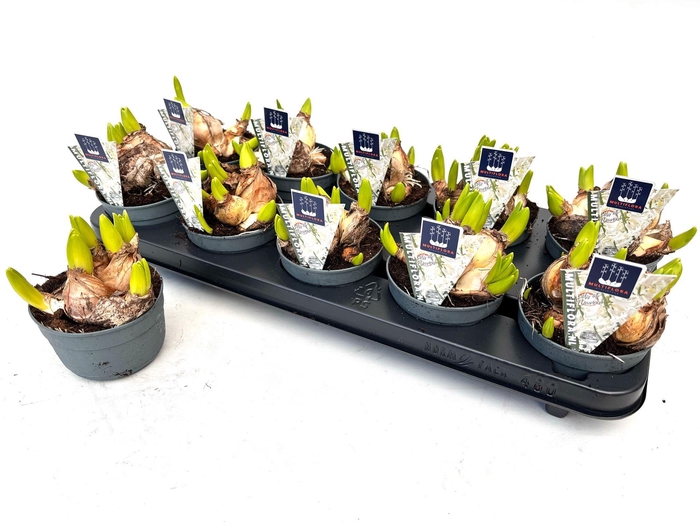 <h4>Hyacinthus orie. 'Multifl' ..</h4>