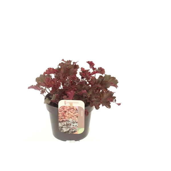 <h4>Heuchera Melting Fire</h4>