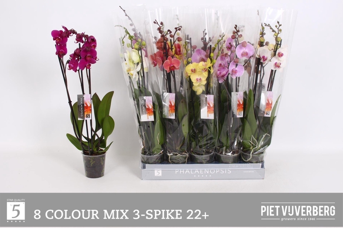 <h4>PHAL GEM 8 KL</h4>