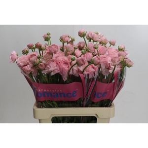 Ranunculus Romance Seine