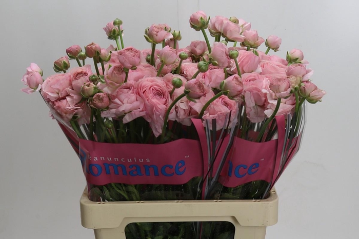 <h4>Ranunculus Romance Seine</h4>