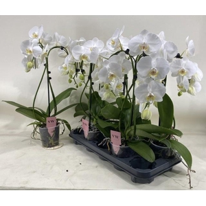 PHAL OV WIT