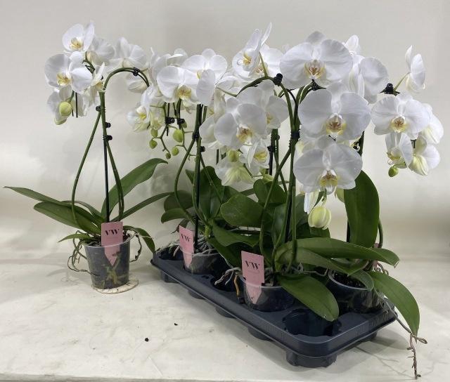 <h4>PHAL OV WIT</h4>