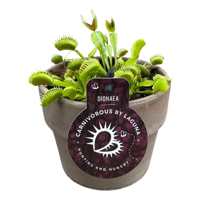 <h4>DIONAEA MUSCIPULA</h4>