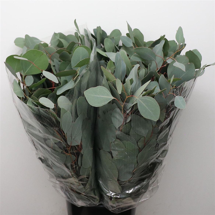 <h4>Euca Populus Long 200 Gr</h4>