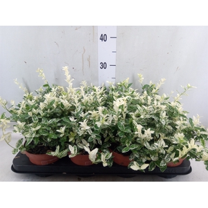 Euonymus fortunei 'Harlequin'