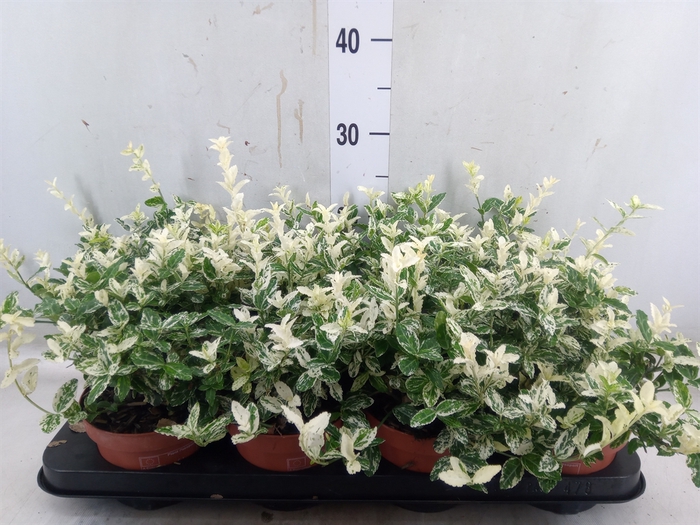 <h4>Euonymus fortunei 'Harlequin'</h4>