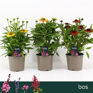 Echinacea Sombrero, Mix