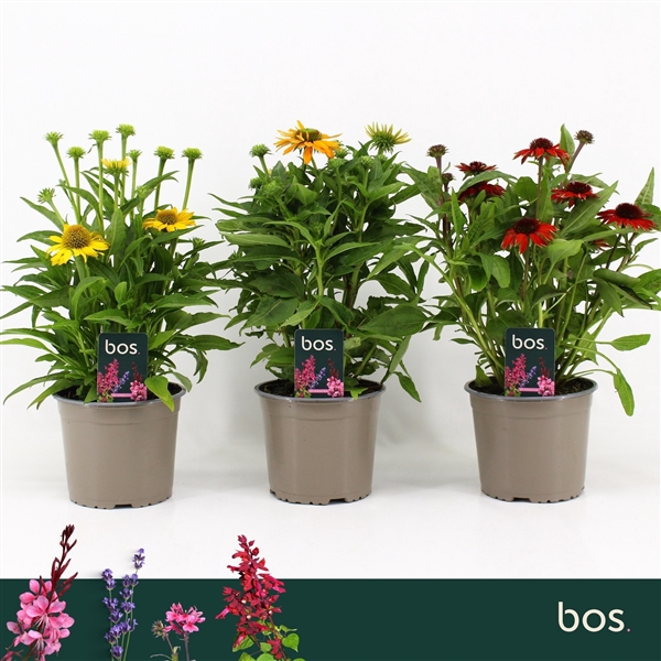 <h4>Echinacea Sombrero, Mix</h4>