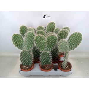 Opuntia