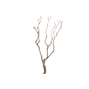 Syringa Branch Super Kessels