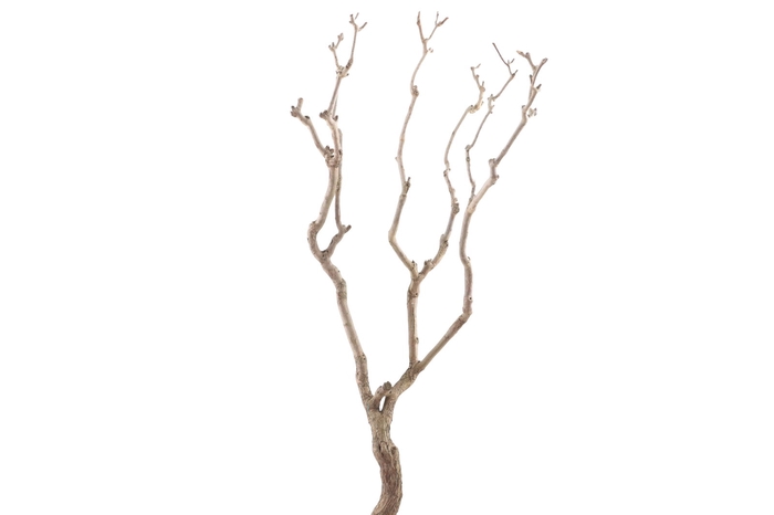 <h4>Syringa Branch Super Kessels</h4>
