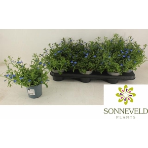 LOBE ER SW SP D BLUE