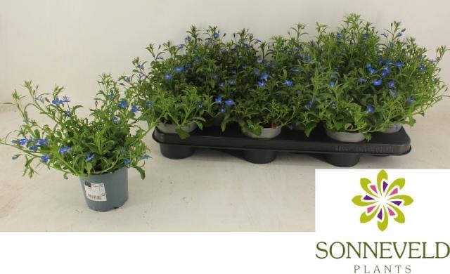 <h4>LOBE ER SW SP D BLUE</h4>