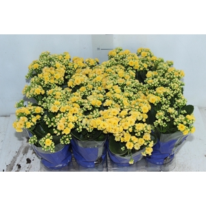 KALANCHOE DOBRADO MINI P09 AMARELO