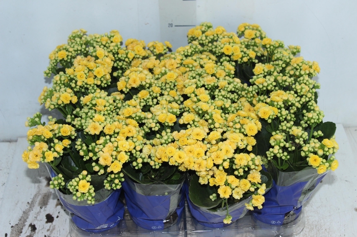 <h4>KALANCHOE DOBRADO MINI P09 AMARELO</h4>